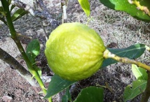 cédrat, photo@jpg cédrat, photo@jpg