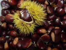 POUR LE CHÂTAIGNIER, un environnement climatique spécifique POUR LE CHÂTAIGNIER, un environnement climatique spécifique