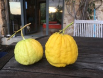 LA RECETTE DES CEDRATS CONFITS