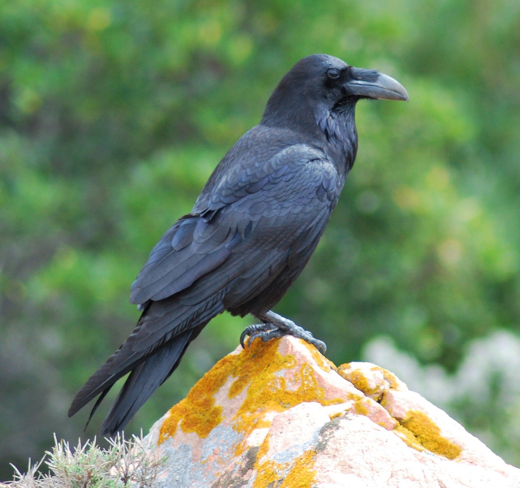 grand corbeau de Corse image de T.Rossi - corseornitho
